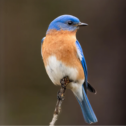 Bluebird Polo – Classic, Cool & Relaxed