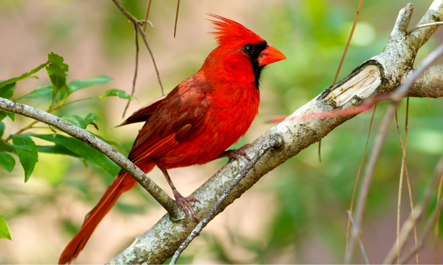 Cardinal Polo – Bold, Confident & Timeless