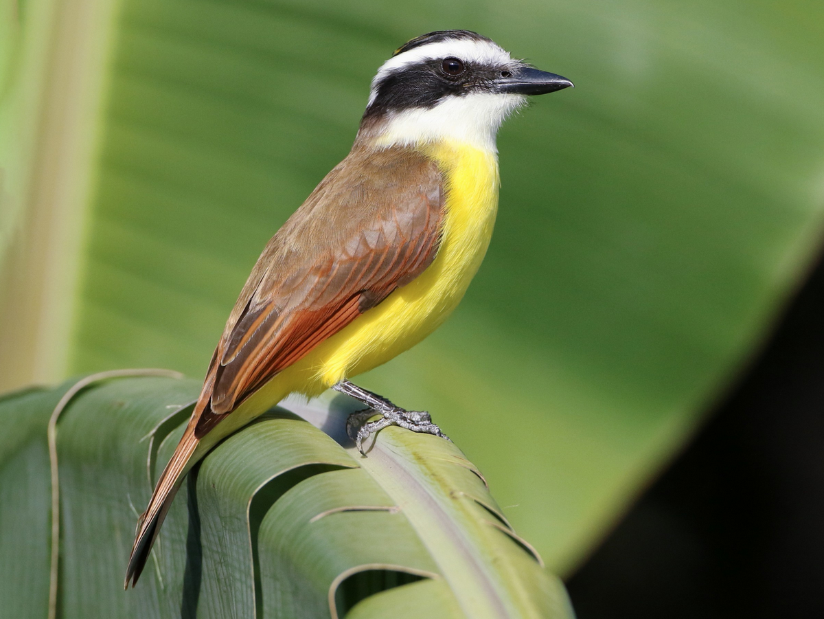 Kiskadee Polo – Bright, Playful & Full of Energy