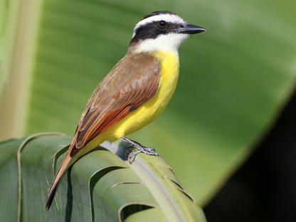 Kiskadee Polo – Bright, Playful & Full of Energy
