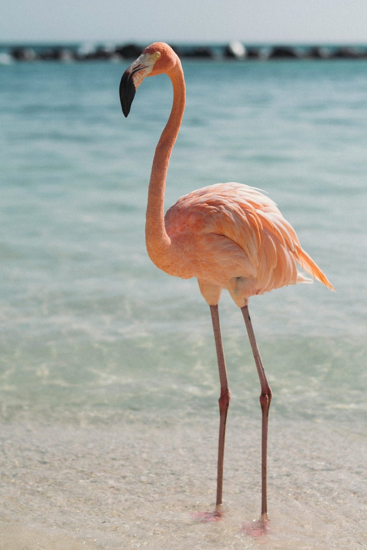 Flamingo Polo – Elegant, Unique & Sophisticated
