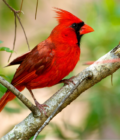 Cardinal Polo – Bold, Confident & Timeless - Image 2