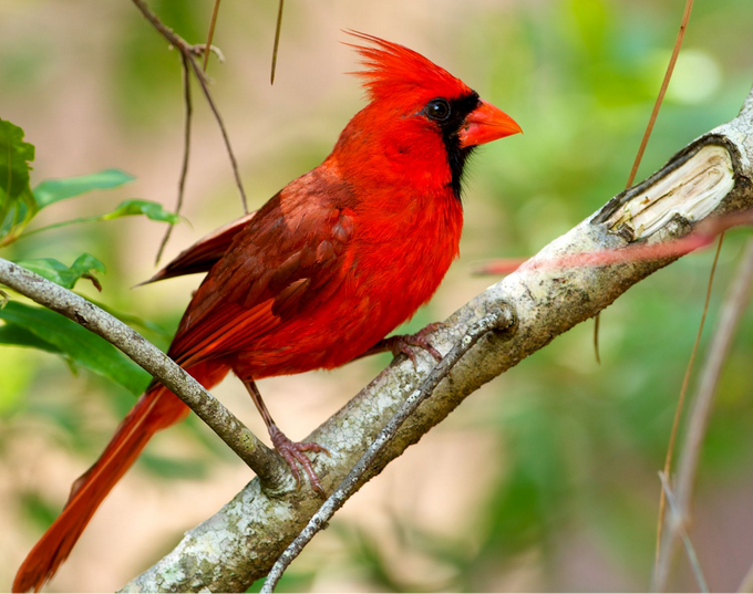 Cardinal Polo – Bold, Confident & Timeless