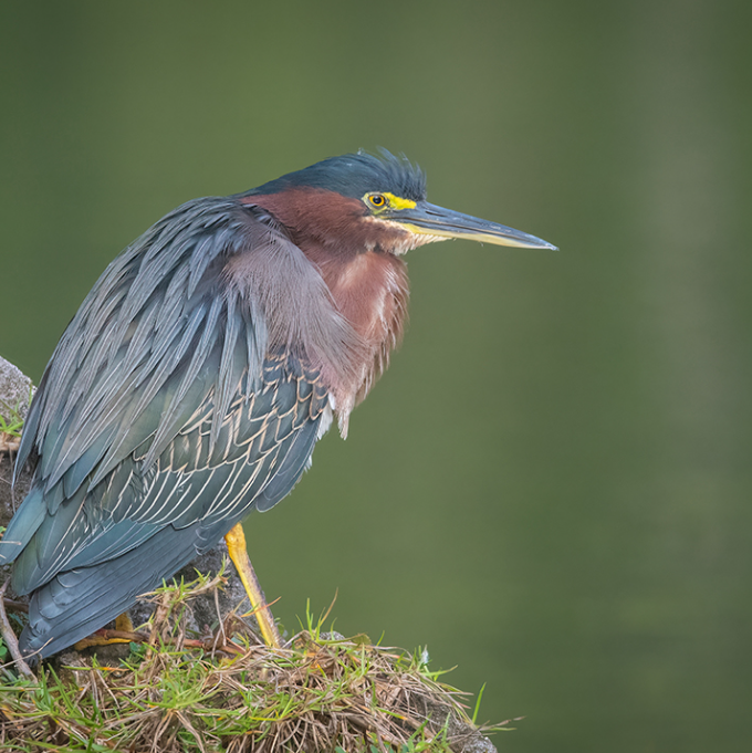 Green Heron Polo – Sleek, Versatile & Understated