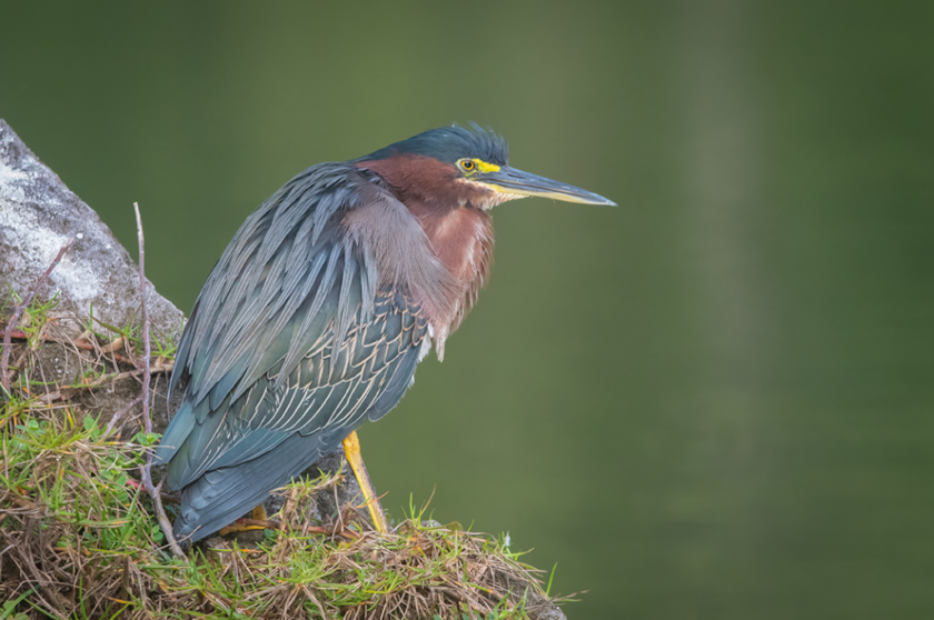 Green Heron Polo – Sleek, Versatile & Understated - Image 2