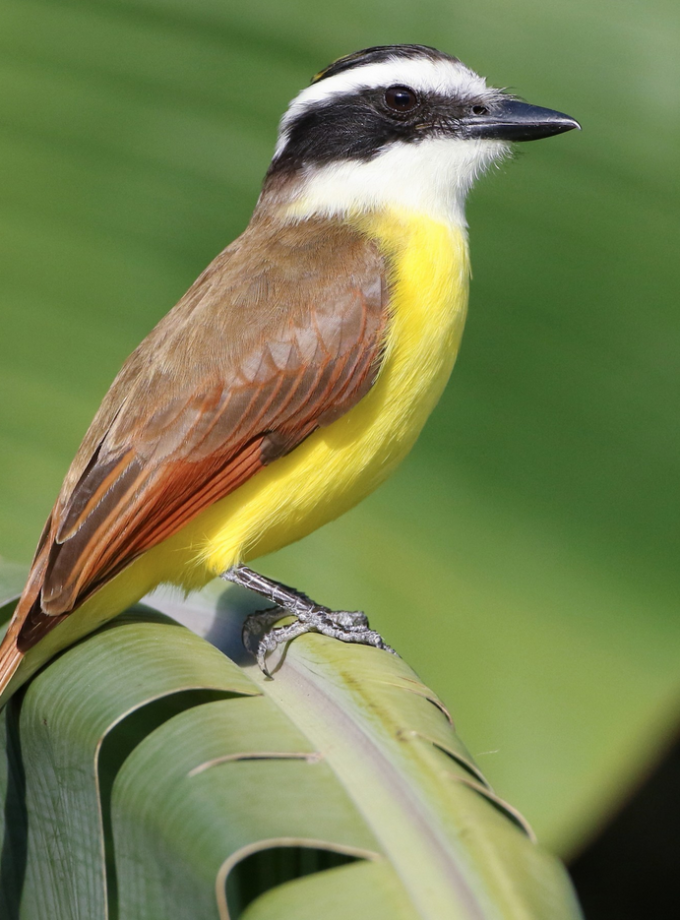 Kiskadee Polo – Bright, Playful & Full of Energy