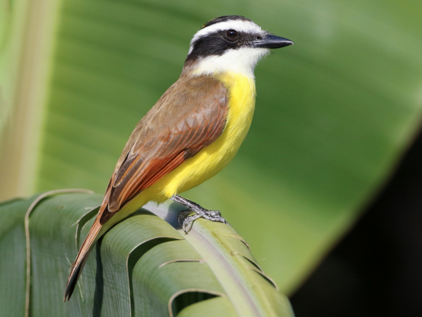 Kiskadee Polo – Bright, Playful & Full of Energy - Image 2