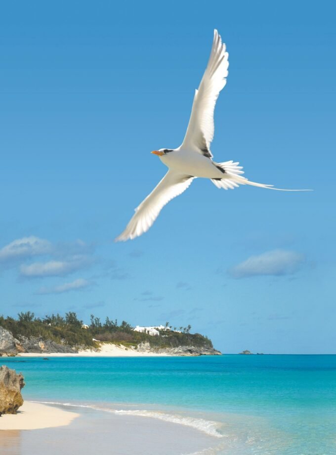 White Longtail Polo – Iconic, Timeless & Refined